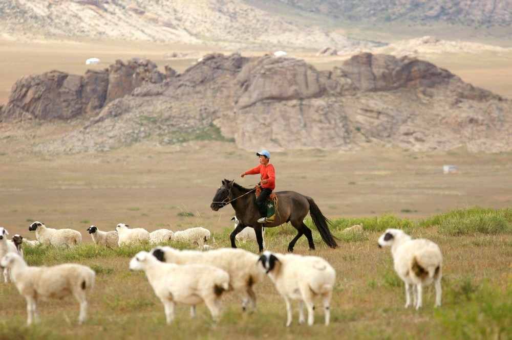 モンゴル　羊と人